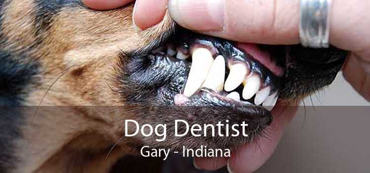 Dog Dentist Gary - Indiana