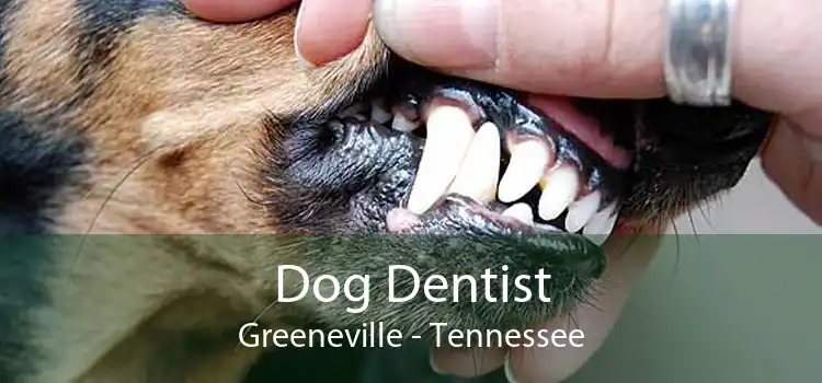 Dog Dentist Greeneville - Tennessee