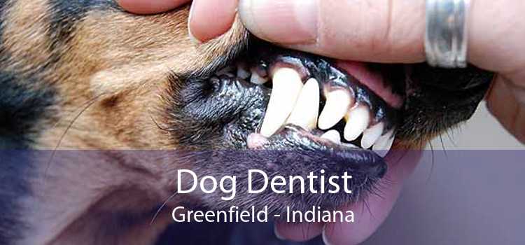 Dog Dentist Greenfield - Indiana