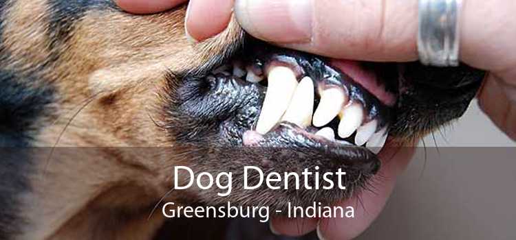 Dog Dentist Greensburg - Indiana