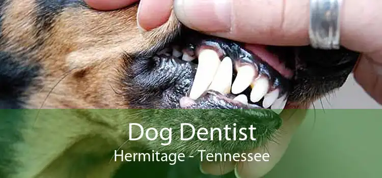 Dog Dentist Hermitage - Tennessee