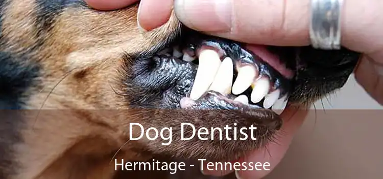 Dog Dentist Hermitage - Tennessee