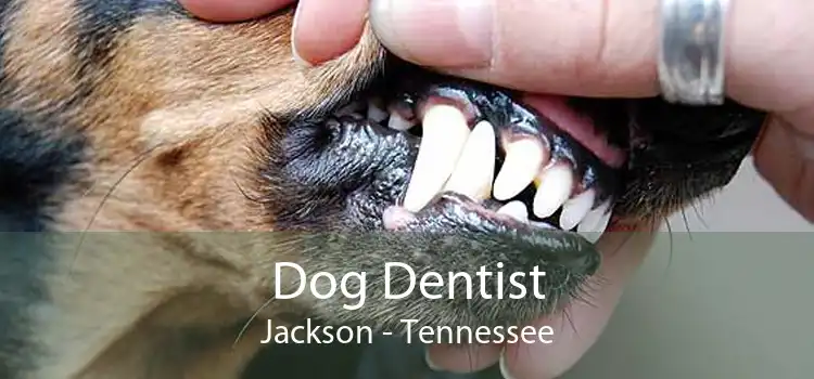 Dog Dentist Jackson - Tennessee