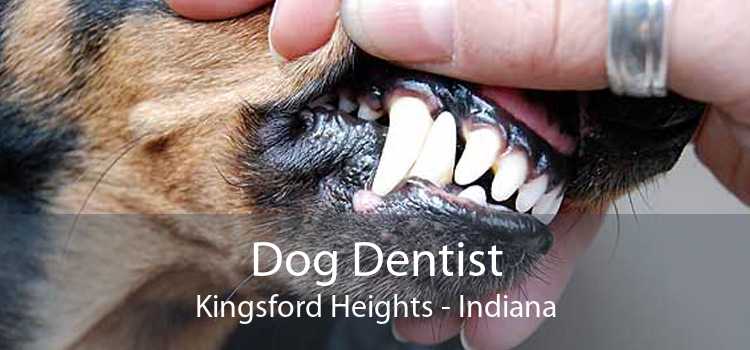 Dog Dentist Kingsford Heights - Indiana