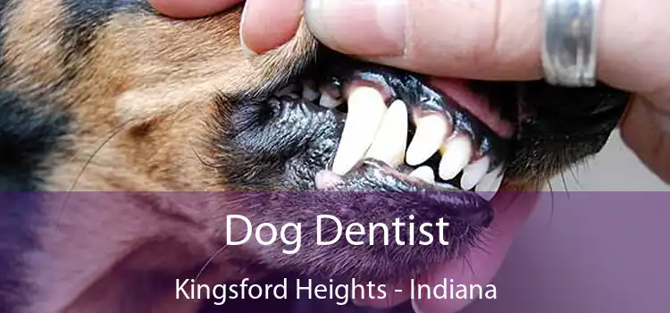 Dog Dentist Kingsford Heights - Indiana