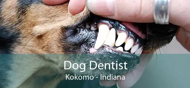 Dog Dentist Kokomo - Indiana