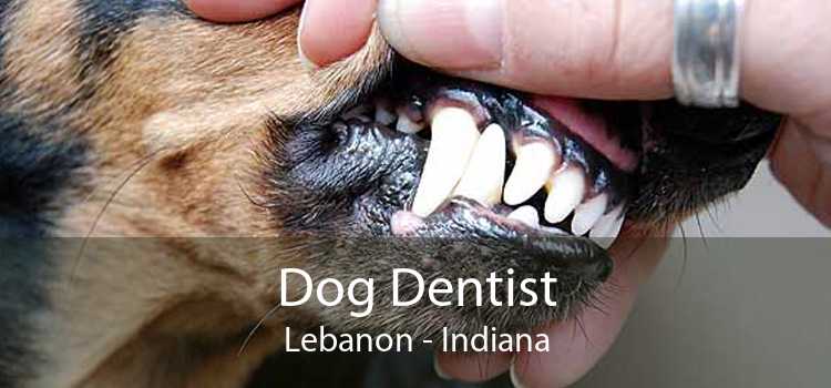 Dog Dentist Lebanon - Indiana