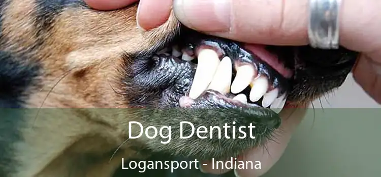 Dog Dentist Logansport - Indiana