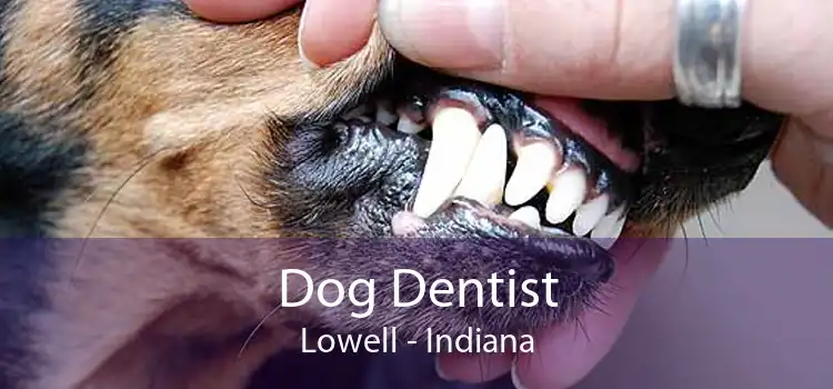 Dog Dentist Lowell - Indiana