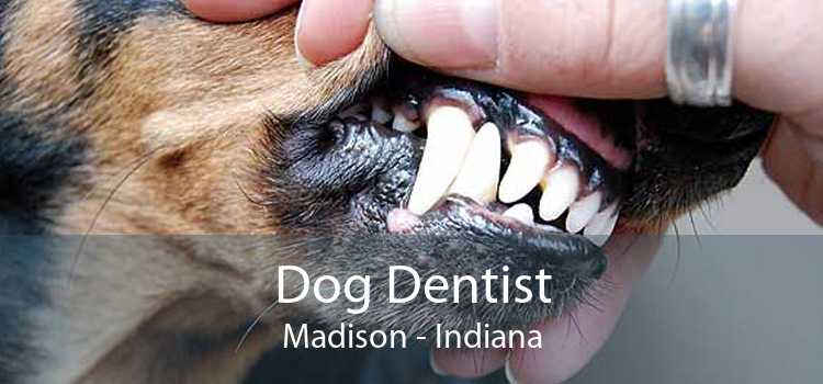 Dog Dentist Madison - Indiana