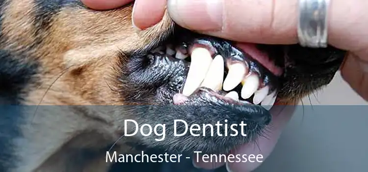 Dog Dentist Manchester - Tennessee