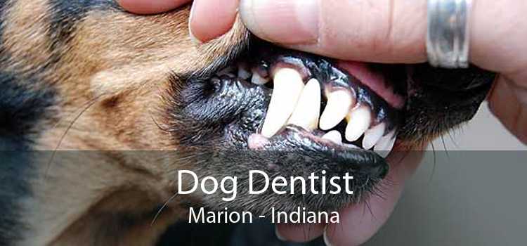 Dog Dentist Marion - Indiana