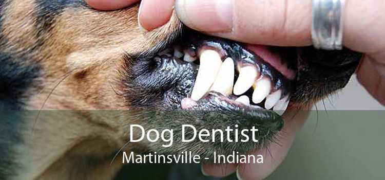 Dog Dentist Martinsville - Indiana