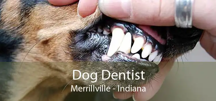 Dog Dentist Merrillville - Indiana