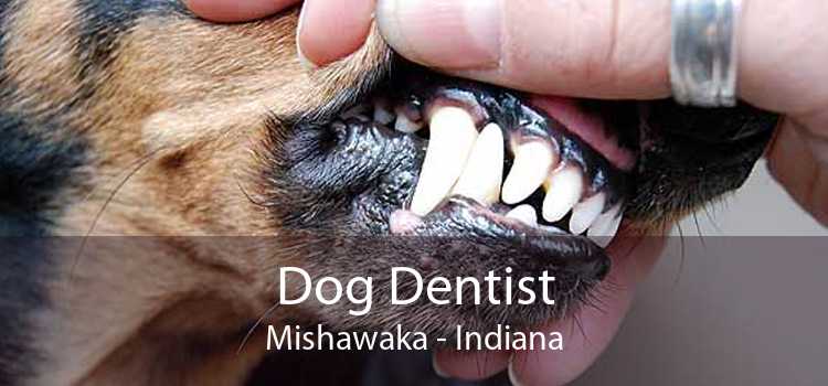 Dog Dentist Mishawaka - Indiana