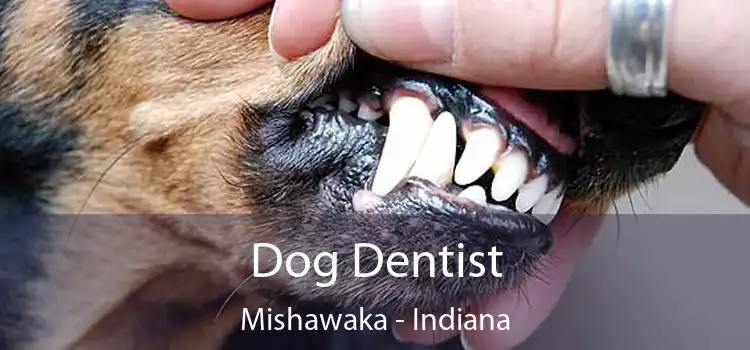 Dog Dentist Mishawaka - Indiana