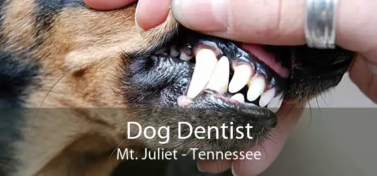 Dog Dentist Mt. Juliet - Tennessee