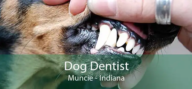 Dog Dentist Muncie - Indiana