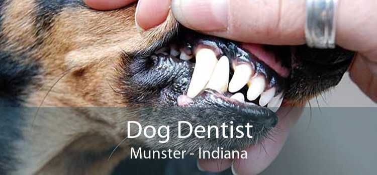 Dog Dentist Munster - Indiana