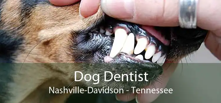 Dog Dentist Nashville-Davidson - Tennessee