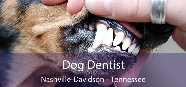 Dog Dentist Nashville-Davidson - Tennessee