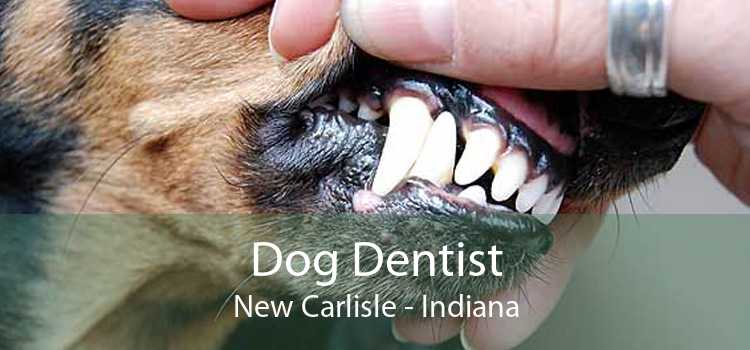 Dog Dentist New Carlisle - Indiana