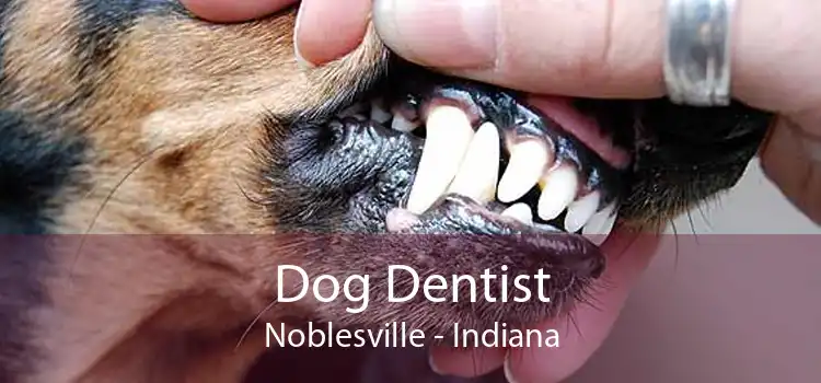 Dog Dentist Noblesville - Indiana