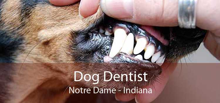 Dog Dentist Notre Dame - Indiana