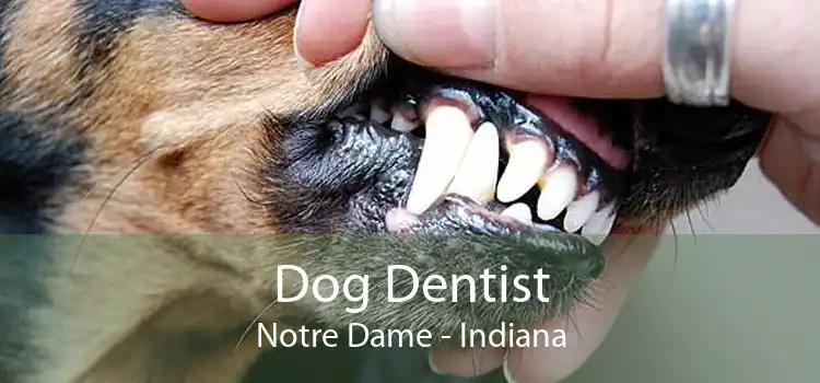 Dog Dentist Notre Dame - Indiana