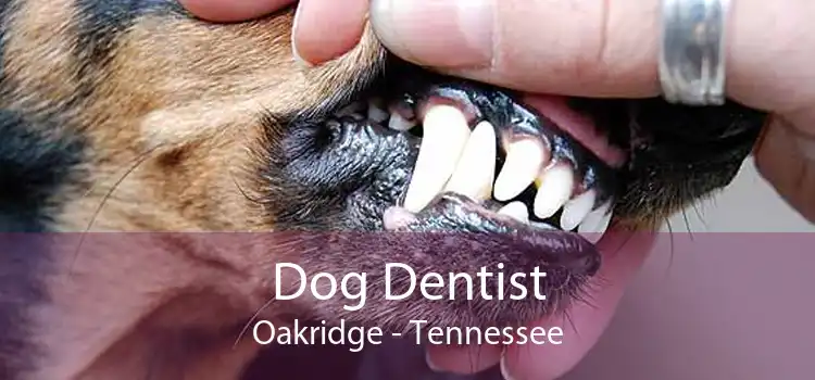 Dog Dentist Oakridge - Tennessee