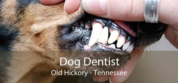 Dog Dentist Old Hickory - Tennessee