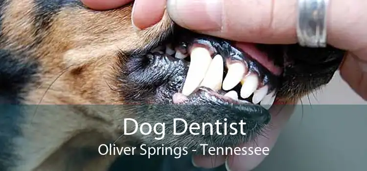 Dog Dentist Oliver Springs - Tennessee