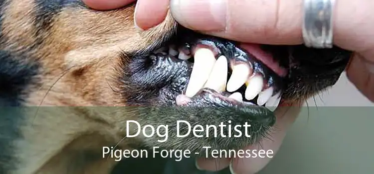 Dog Dentist Pigeon Forge - Tennessee