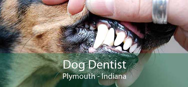 Dog Dentist Plymouth - Indiana