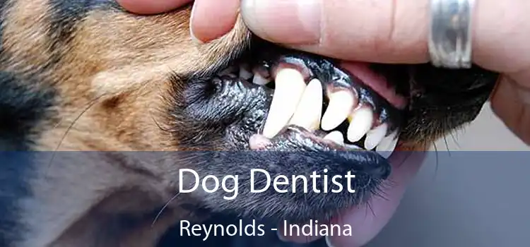 Dog Dentist Reynolds - Indiana