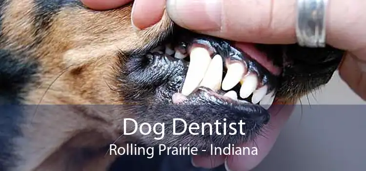 Dog Dentist Rolling Prairie - Indiana