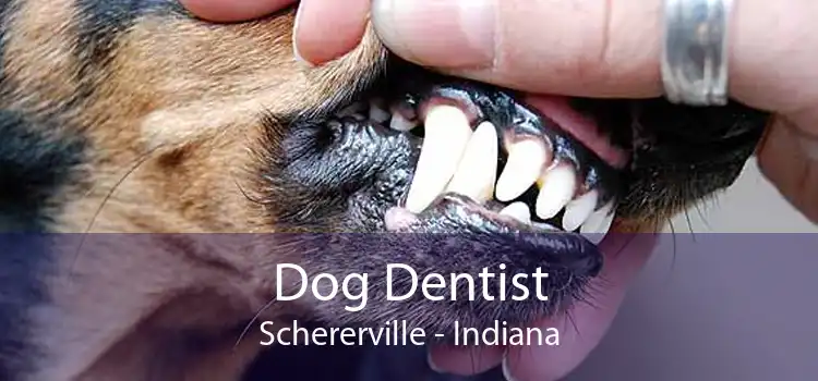 Dog Dentist Schererville - Indiana