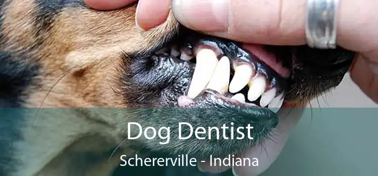 Dog Dentist Schererville - Indiana