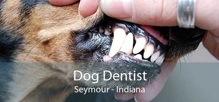 Dog Dentist Seymour - Indiana