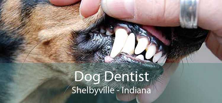 Dog Dentist Shelbyville - Indiana