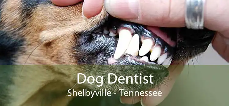 Dog Dentist Shelbyville - Tennessee