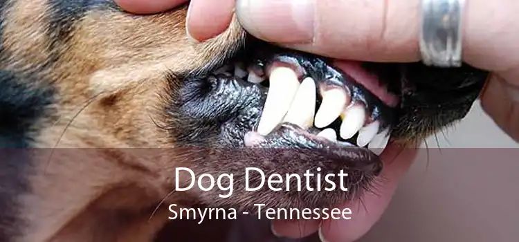Dog Dentist Smyrna - Tennessee