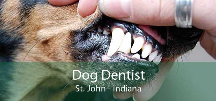 Dog Dentist St. John - Indiana