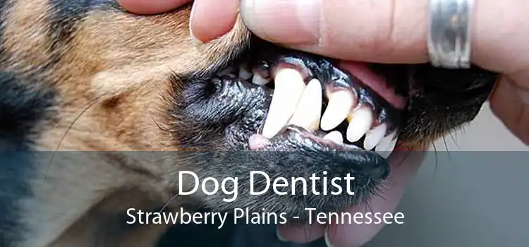Dog Dentist Strawberry Plains - Tennessee