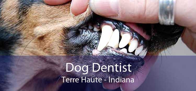 Dog Dentist Terre Haute - Indiana