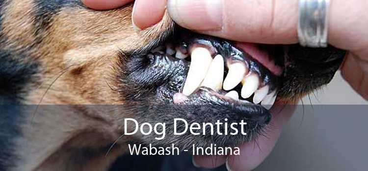 Dog Dentist Wabash - Indiana