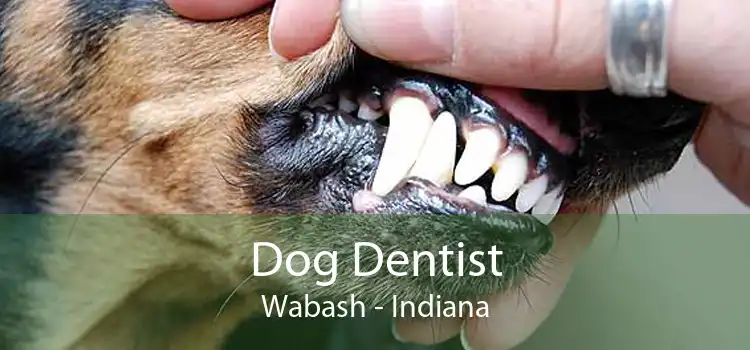Dog Dentist Wabash - Indiana