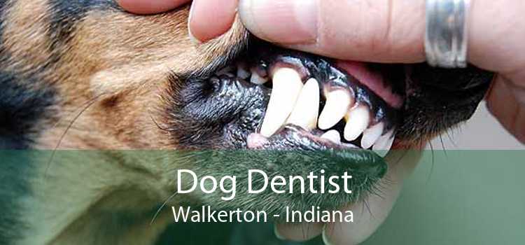 Dog Dentist Walkerton - Indiana