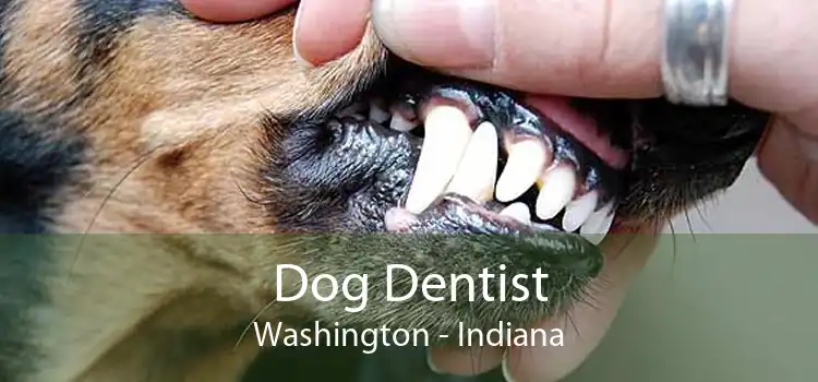 Dog Dentist Washington - Indiana