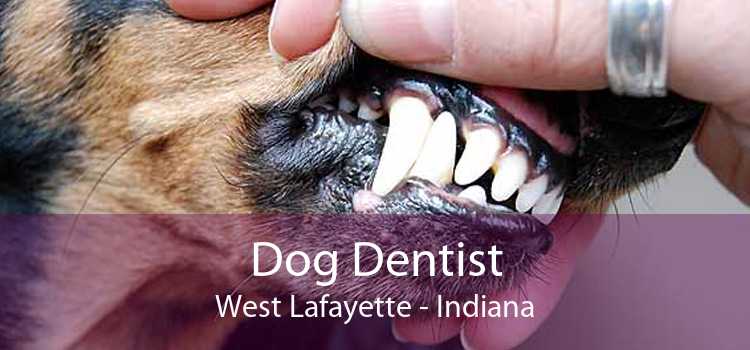 Dog Dentist West Lafayette - Indiana